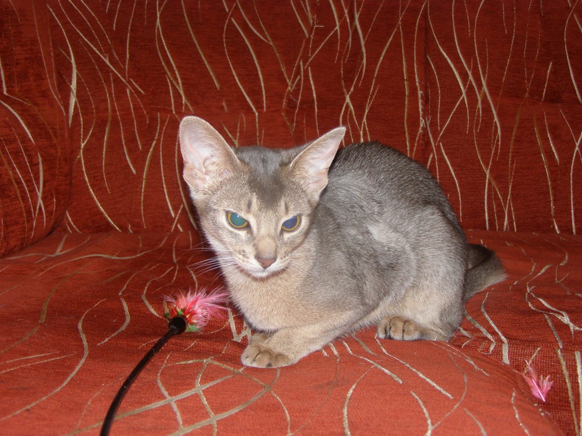 koka